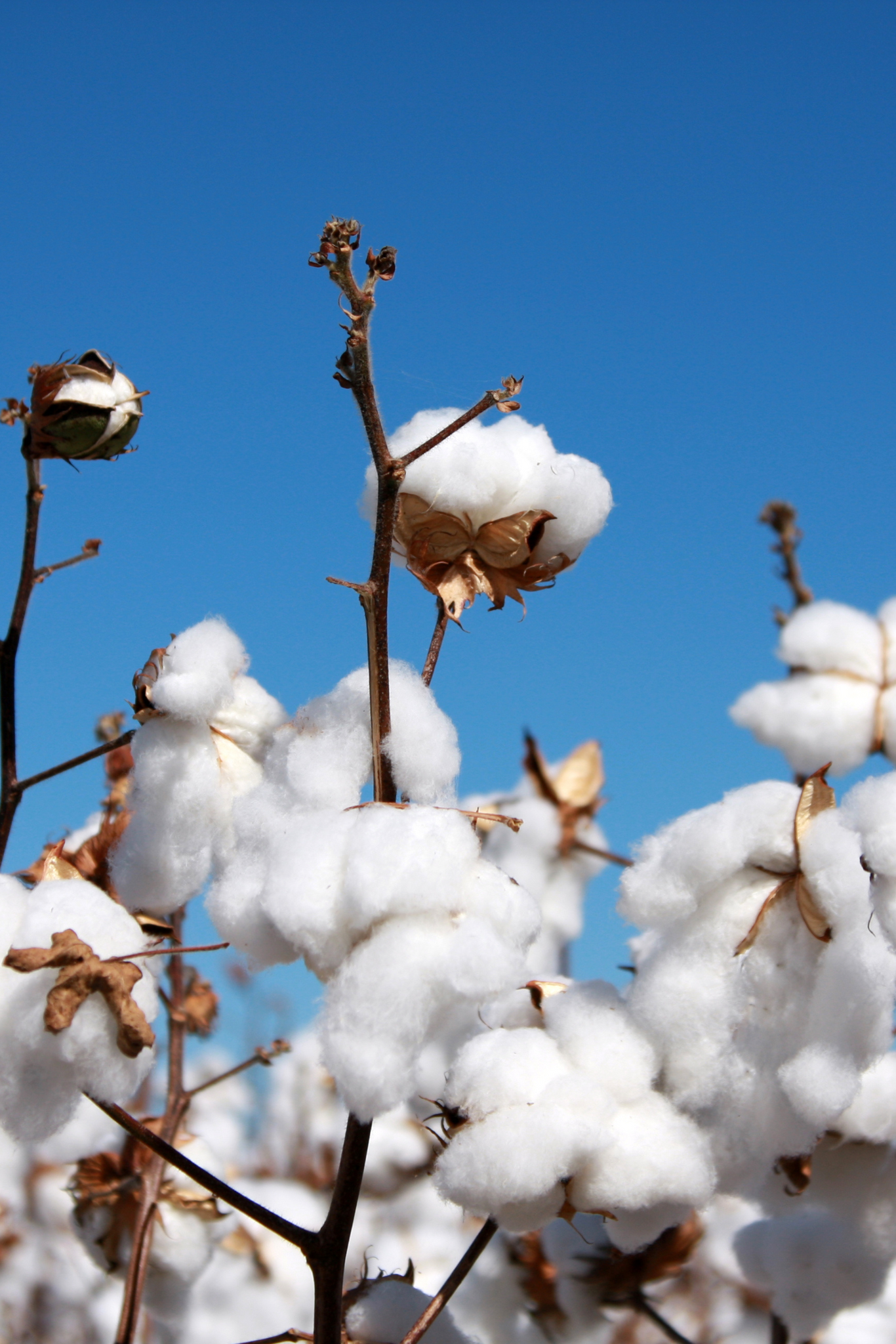 Cotton Field Blue Sky 