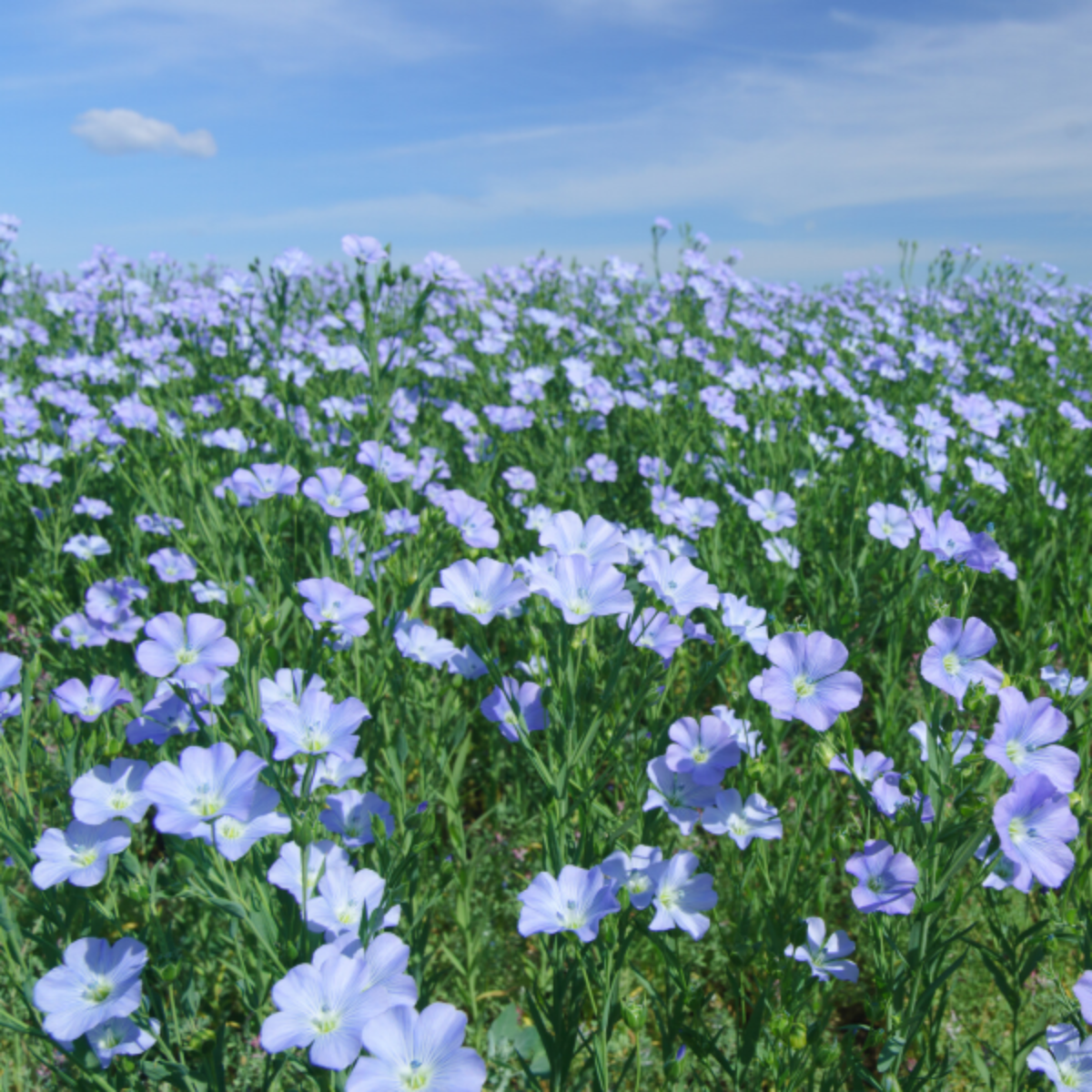 Flax or Linen plant