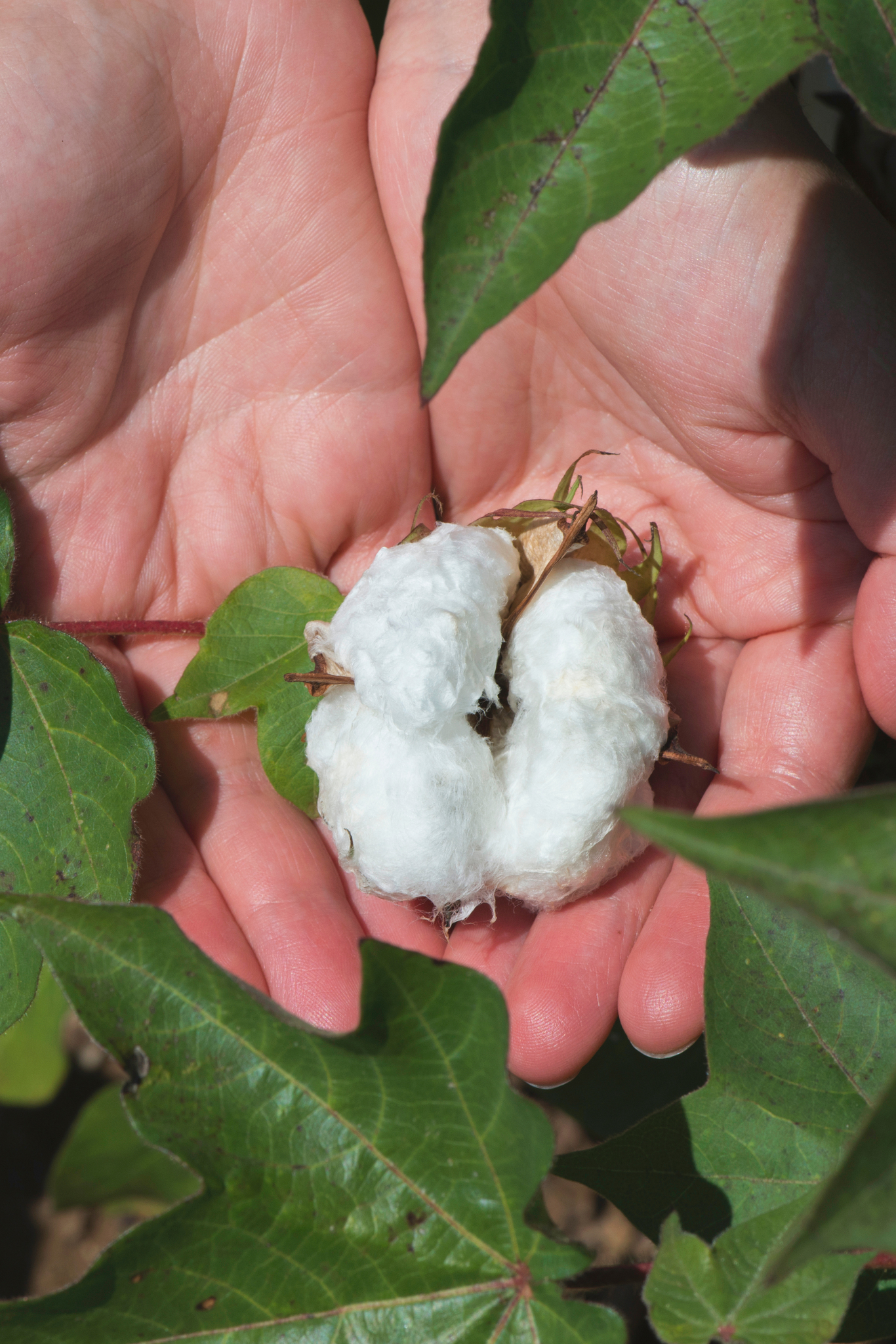 Raw Cotton Ball in Hands