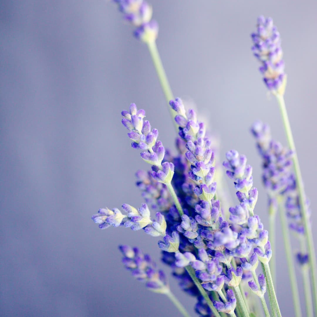 Lavender bag