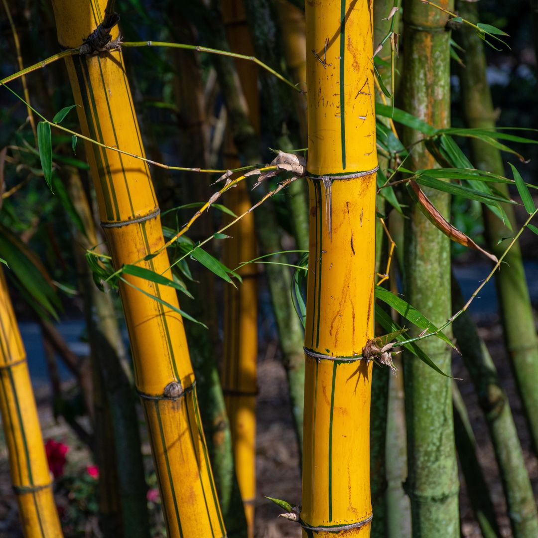 Modal vs Cotton vs Bamboo: Which Fabric Is Best for Everyday T-Shirts?