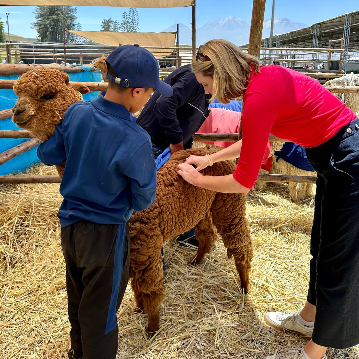 Checking Alpaca fibres